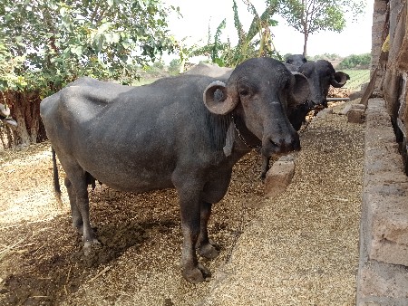 ભૅશવૅચવાનિછૅ