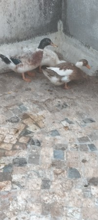 મુરઘા વેચવાના છે