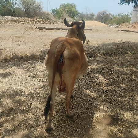 ૩ વેતર વિયાસે