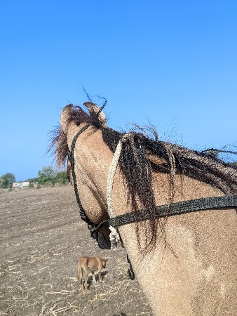 ઘોડી સાટા‌ કરવાના છે