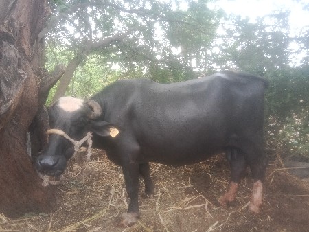ભેસવેસવાનીસે