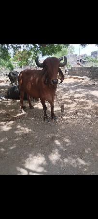 ગીર ગાય વેસવાની સે