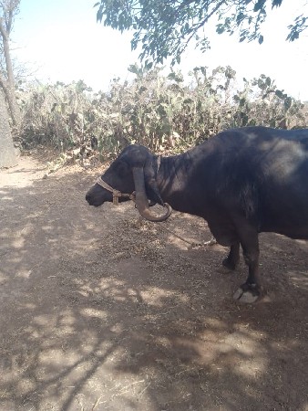 8 દીવસ ની કાચી 4વેતર