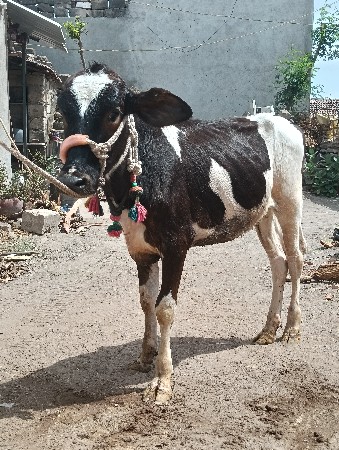 બે વાચડીયુ વેસવાની છે