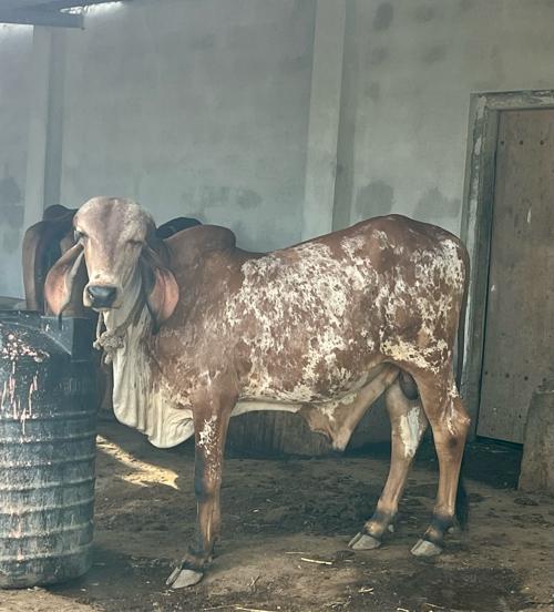 Gir khut apvano