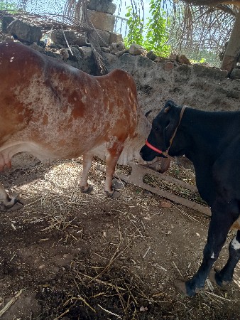 gay 1mhina ni kashi