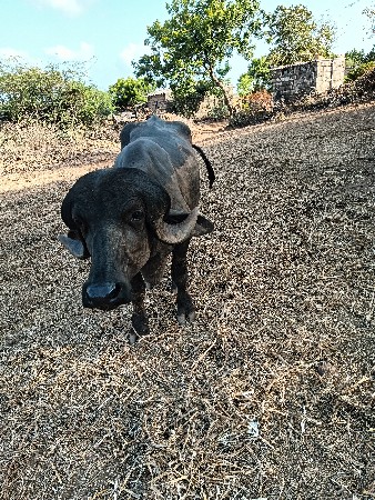 પાડો