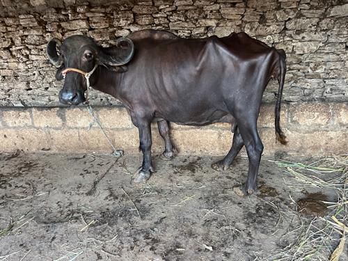 પારૂ વગર ની છે દોવા દે