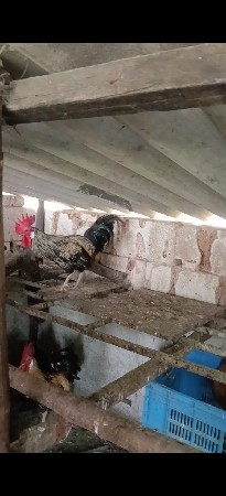 દેશી મુરઘા મરઘી