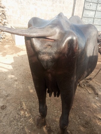 મુસ્તાક ભાઈ દેવગઢ  નં9327035221