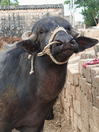 આ ઓરીજનલ બનો પાડો વેચવાનો છે
