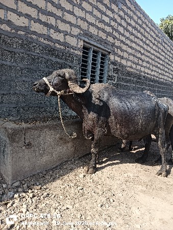 ભેસ