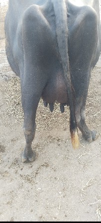 8 દિવસ માં વ્યાસે