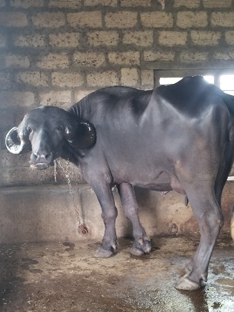 બીજું વેતર ખડેલી ટોપલ