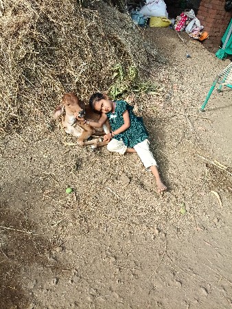 ગાય વેચવાની છે દેશી સાથે વાછડી