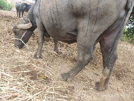 ભેંસ વેચવાની છે