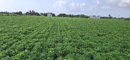 માંડવી વાવવા માટે