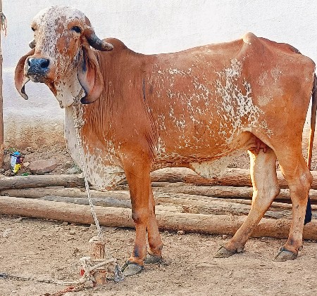 ગીર વાછડી વેચવાની છે