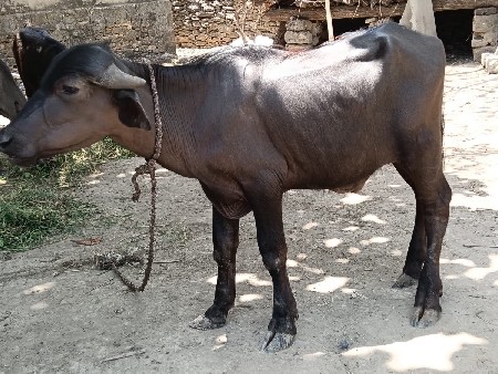 pada vechavana che 
3 pada
