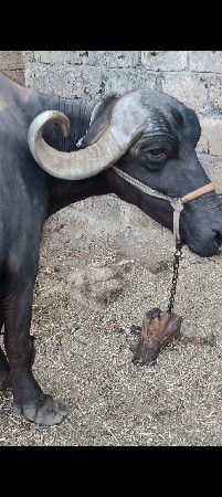 4વેતર વ્યાસે