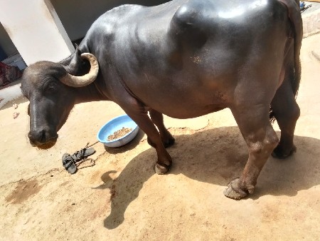 બીજા વેતરમાં ખડેલી છે