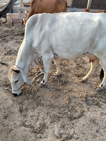 તન ગાયુ વેશવાની બેદુજે હે