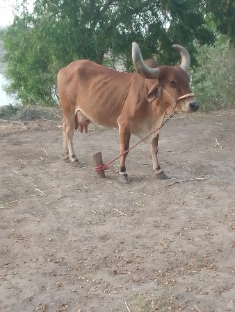 ગાય