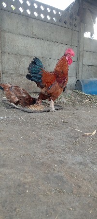 કુકડા