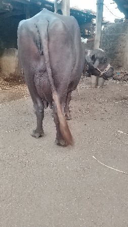 ખઠાયવેચવાનીછે