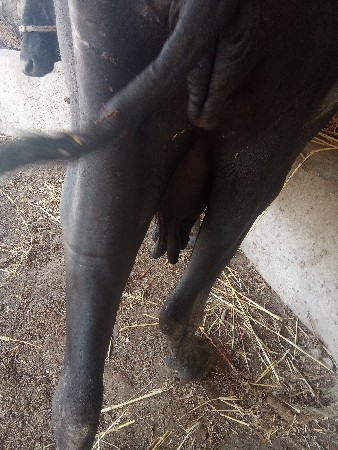 ભેંસ વેચવાની છે