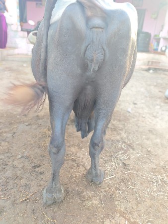 આ ભેંસ વેચવાની છે