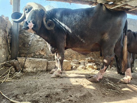 3 જુ વેતર વિયાસે