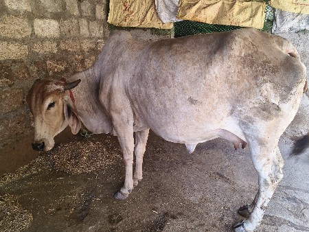 maakdi Buri Odh ki bechwani se