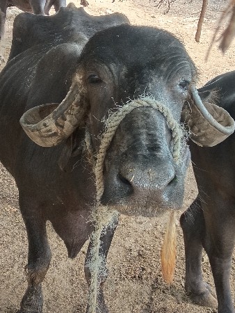 ભેંસ વેચવાની છે