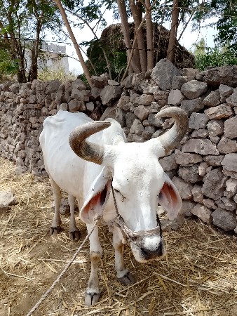 બરદવેસવાનોછે