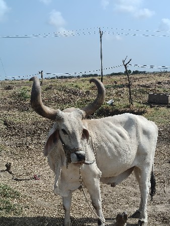 બળદ વેશવો