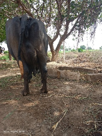 ભેસ વેચવા ની છે