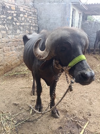 વેચવાનો છે
