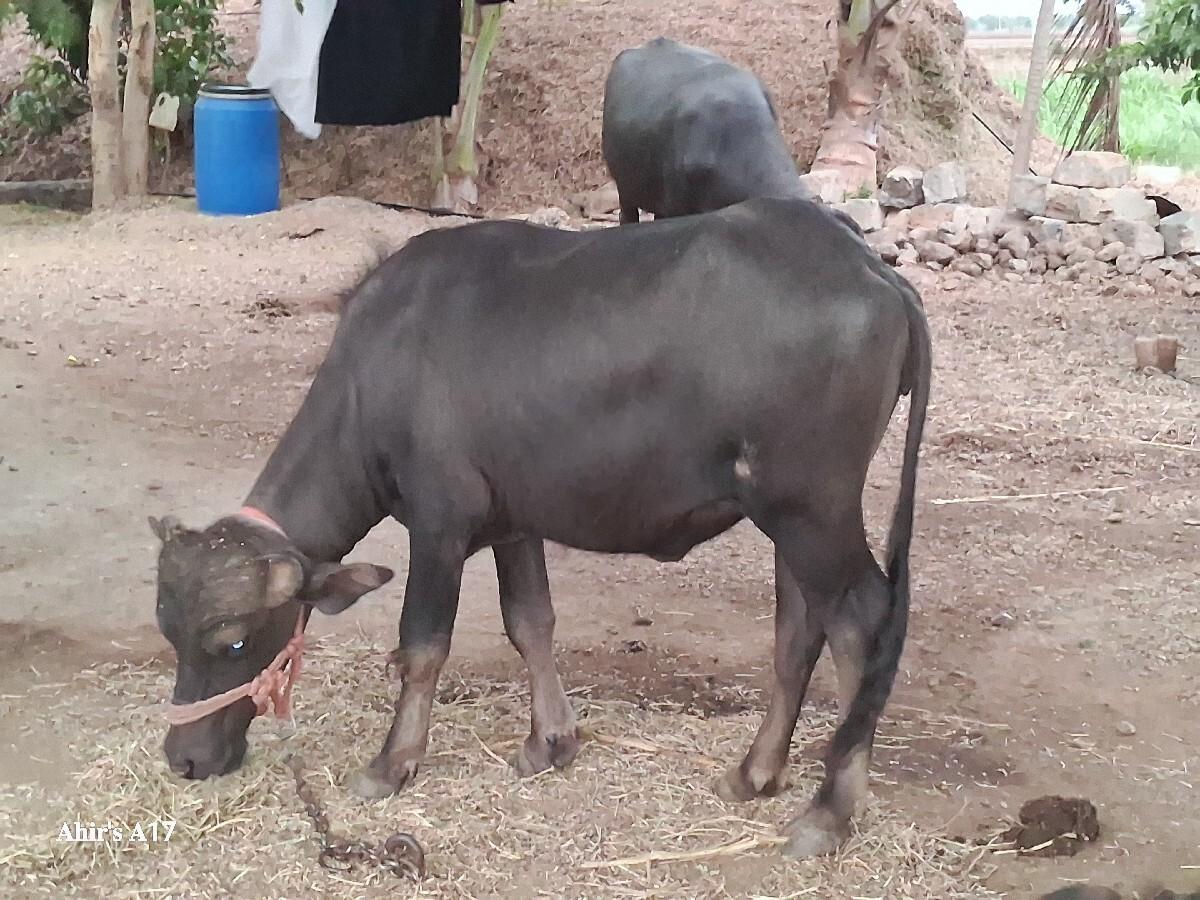 બે ભેંસો વેચવાની છે