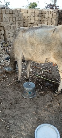 ઘોડી માં સાત કરવા છે