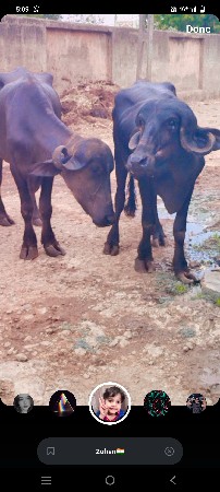 બે ખડાલીઓ વેચવાની છે