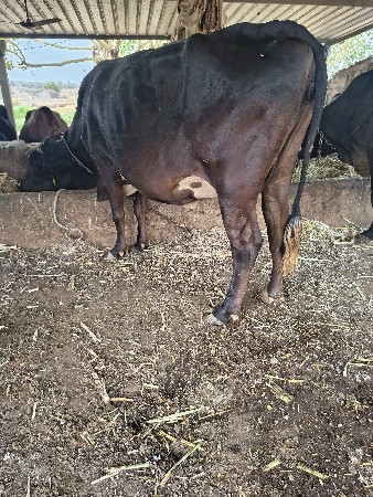 ગીર ક્રોસ 2 ગાય વેચવા ની સે