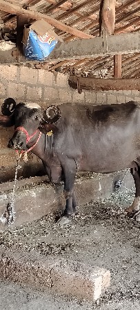 બીજું વેતર છે