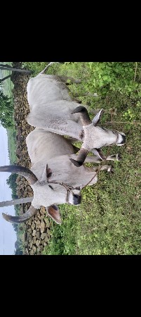 આ બળદ વેચવાના છે.