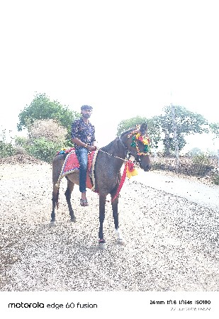 vaseri ghodi kumed