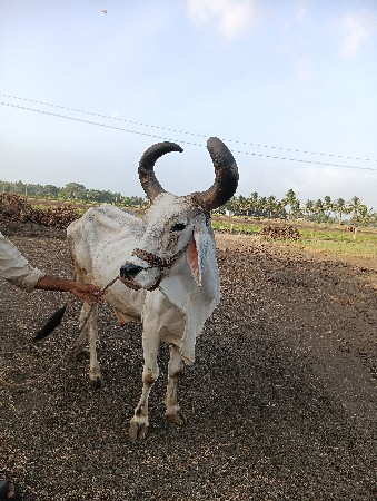 3 ધર