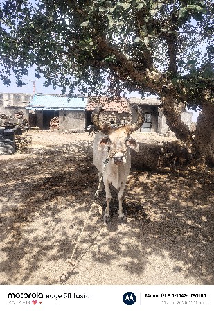 2 ધર ના