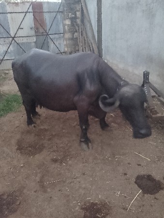 vechavani se