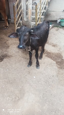 પાડો વેચવાનો છે