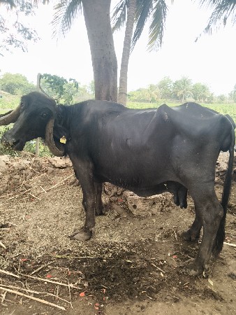 ભેંસ વેચવાની છે